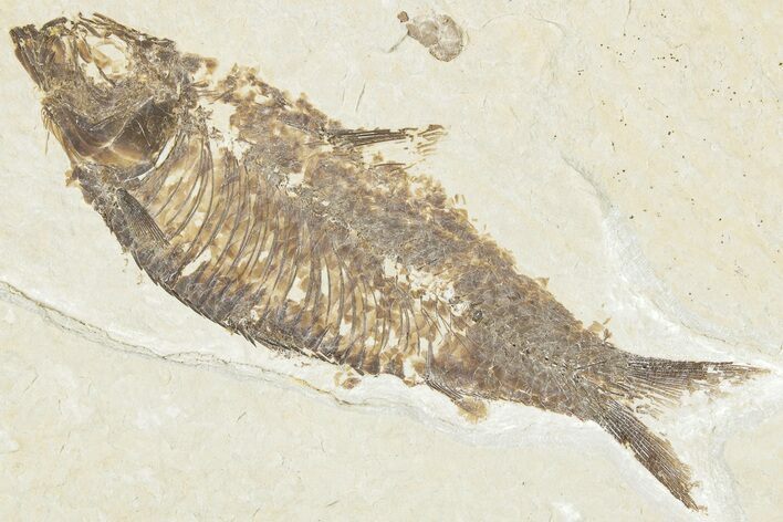 Detailed Fossil Fish (Knightia) - Wyoming #322575